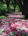 Dallas Arboretum and Botanical Garden